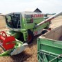 Producţie-bună-de-grâu-în-Bihor