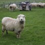 ovine11